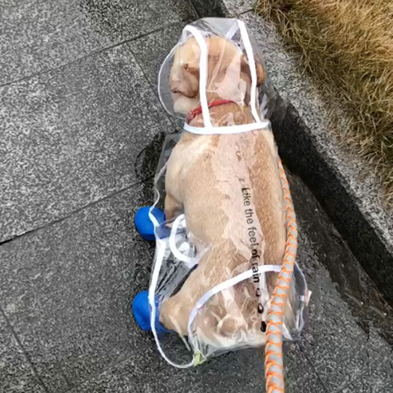 Pet Raincoat With Hat
