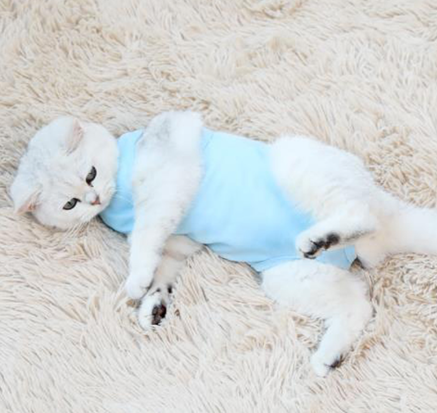 Animal Recovery Clothes