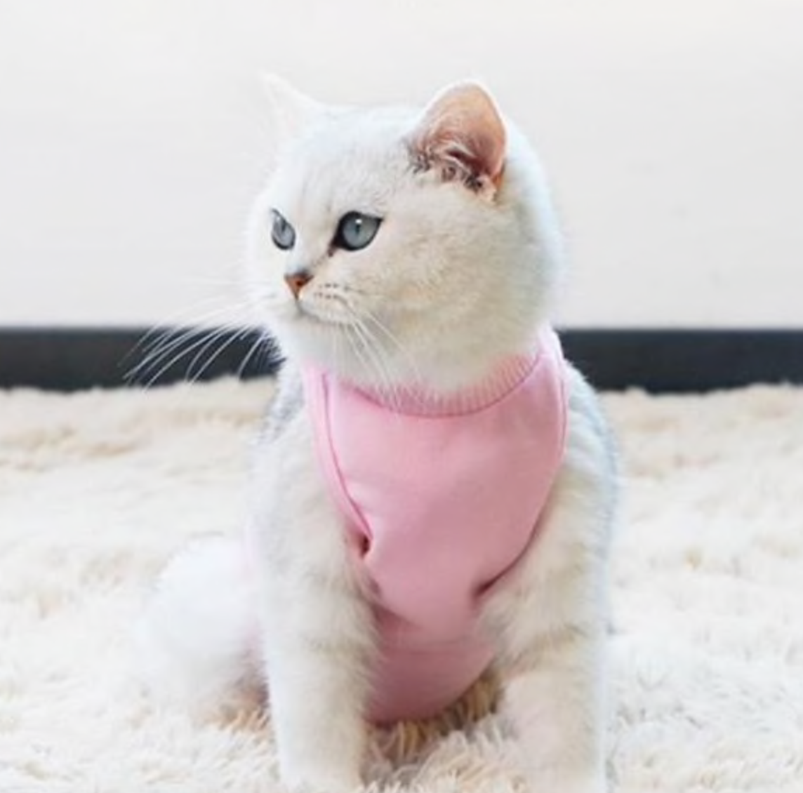 Animal Recovery Clothes