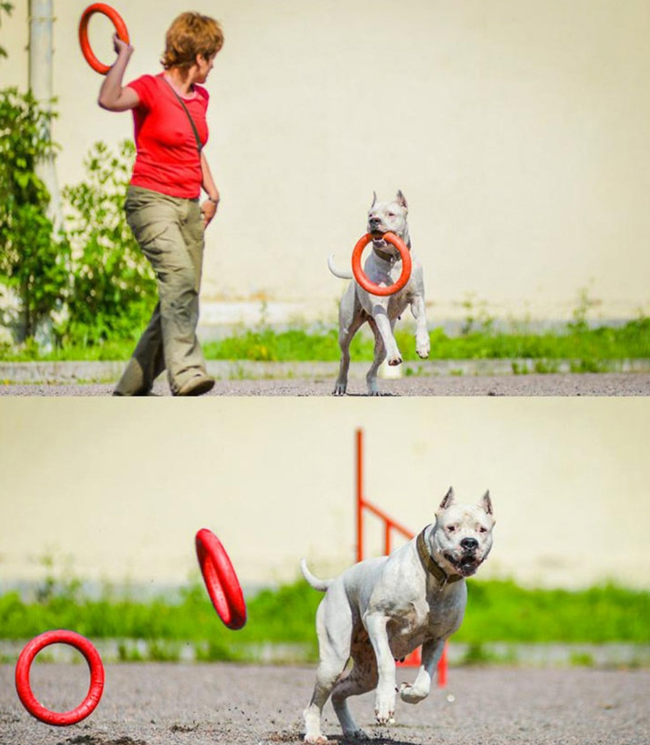 Dog Training Disk