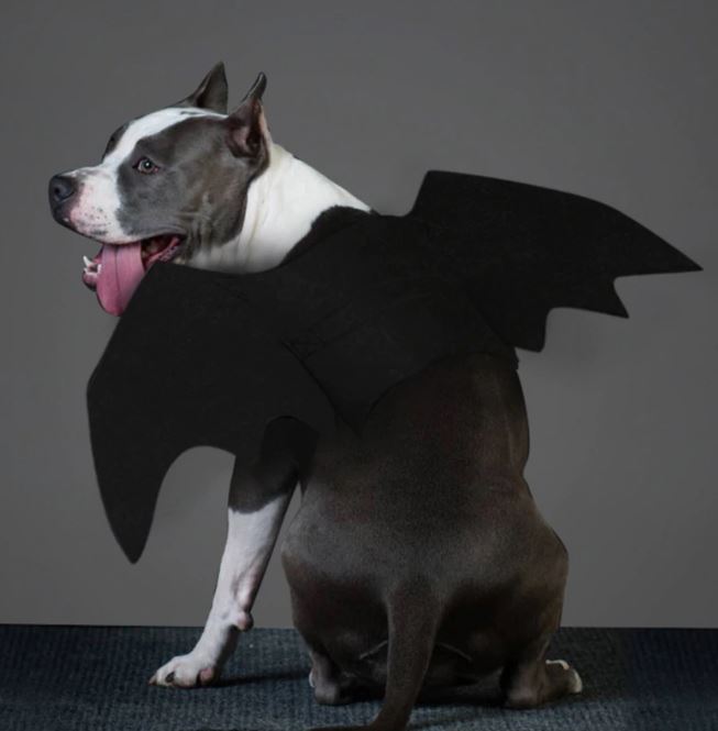Pet Halloween Bat Wings
