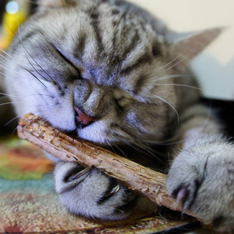 Natural Catnip Pet Cat Molar Toothpaste Stick - ChoiceBird