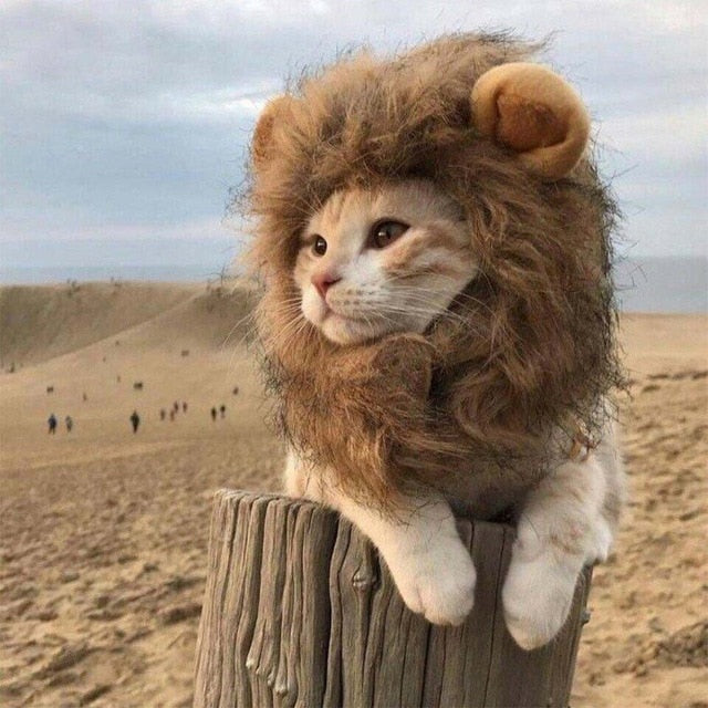 Special Lion Mane Cat Cap - ChoiceBird